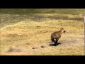Hyena running