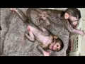 Download Lagu ANGER BABY MONKEY, BABY MONKEY WILLY IS REALLY IMPATIENT
