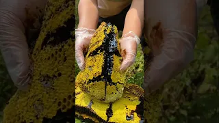 العسل الأسود اغلي انواع العسل في العالم 