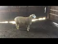 Integrity Livestock Sales lot 3 Ile-De-France ram