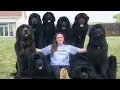 10 Questions with a Newfoundland Dog Owner