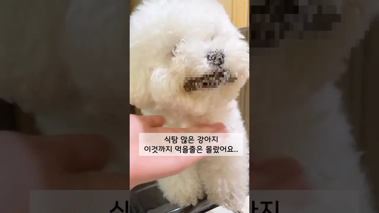 우리집 똥강아지