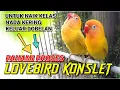 Download Lagu Cara Cepat Lovebird naik kelas Nada Kering (NGEDOBEL) untuk proses Lovebird KONSLET