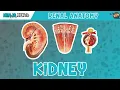 Renal Kidney Anatomy Model
