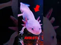 Download Lagu Animals That Are Going EXTINCT In 2025 🦎