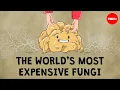 Download Lagu What are truffles, and why are they so expensive? - Carolyn Beans