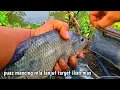 Download Lagu Pemancing mana yang gak ketagihan‼️mancingnya mudah isinya besar besar pula