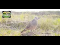 Download Lagu suara tekukur kuk 1-2 // pikat tekukur