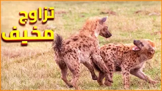 تزاوج الضباع   الانثي تقهر الذكر   اغرب تزاوج فى ممكلة الحيوان دندنها