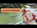 Download Lagu Neturistinės vietos Meksikoje | Rio Lagartos, El Cuyo | Mexico part 5