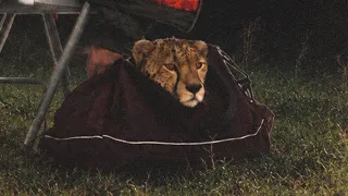                         دابل ام   من غير معاد   دندنها