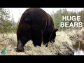 Huge bears captured on trail cameras in Minnesota