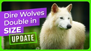Dire Wolf Update The Pups Have Doubled in Size