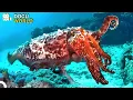 The Great Barrier Reef Wild Ones