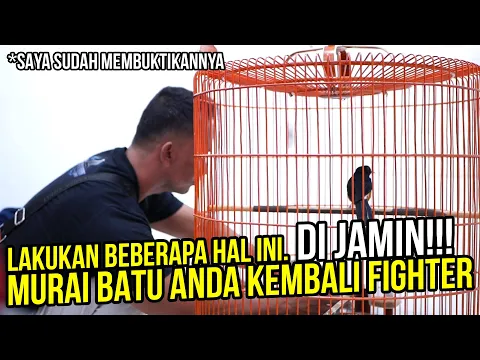 Murai Batu Om Bro Ngelowo Mr Prio Punya Solusinya
