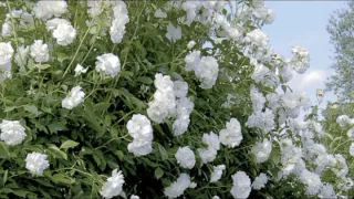 خطبة الجمعة الشيخ محمد مختار جمعة وزير الأوقاف خطبة عن السعادة 