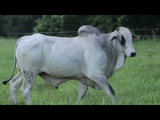 Touro Nelore ROZZ - 2417