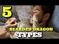 5 Different Bearded Dragon Types