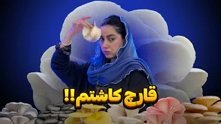 از کاشت تا برداشت قارچ صدفی   قارچا رو خوردیم  دندنها