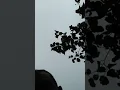 Fındık bakım çalışması...