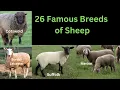 26 Famous Breeds of Sheep Sheep With High Wool and Meat Yield