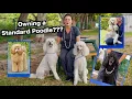 Owning a Standard Poodle The Worlds most BEAUTIFUL Dog