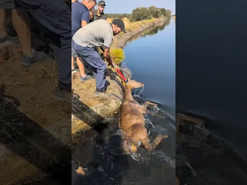 ⚠️ NO apto para SENSIBLES ‼️un rescate muy duro 💔 #viral #tonifero #rescate