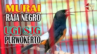 murai raja negro rawat seadanya kerja ngotot milik ugi super jago gila pwt