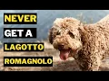 5 Reasons Why You Should Never Get a Lagotto Romagnolo Dog