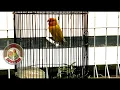 PANCINGAN TERAPI LOVEBIRD KONSLET JAWARA #14