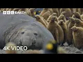Download Lagu Incredible 4K Nature Scenes Narrated By David Attenborough | BBC Earth
