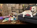 Is BarkBox Worth it Why I just Canceled