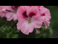 Download Lagu Pelargonium Grandiflorum Elegance David -  Garden Plant with Flowers in spectacular Colours