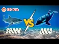 Sea Animal Facts Shark vs Orca CBC Kids
