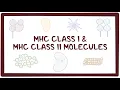 MHC class I and MHC class II molecules