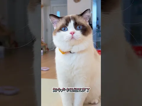 猫家猫一定是人变的吧 #cat #萌寵 #cute #funny #猫咪 #shorts