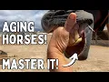 How to Age Horses by Their Teeth Tenerife Horse Rescue