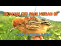 Download Lagu KICAU BURUNG SALOME DI ALAM