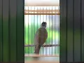 Download Lagu KAPAS TEMBAK GACOR NGEBREN NEMBAK PANJANG - 022 #kapastembak #birds #kapastembakgacor