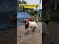 DOMBA GARUT JANTAN #shortvideo #dombagarut #domba #animals #shorts #fypシ゚ #fyp