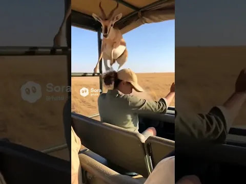A clever antelope (deer) chased by cheetah jumps into the safari jeep to save her life.