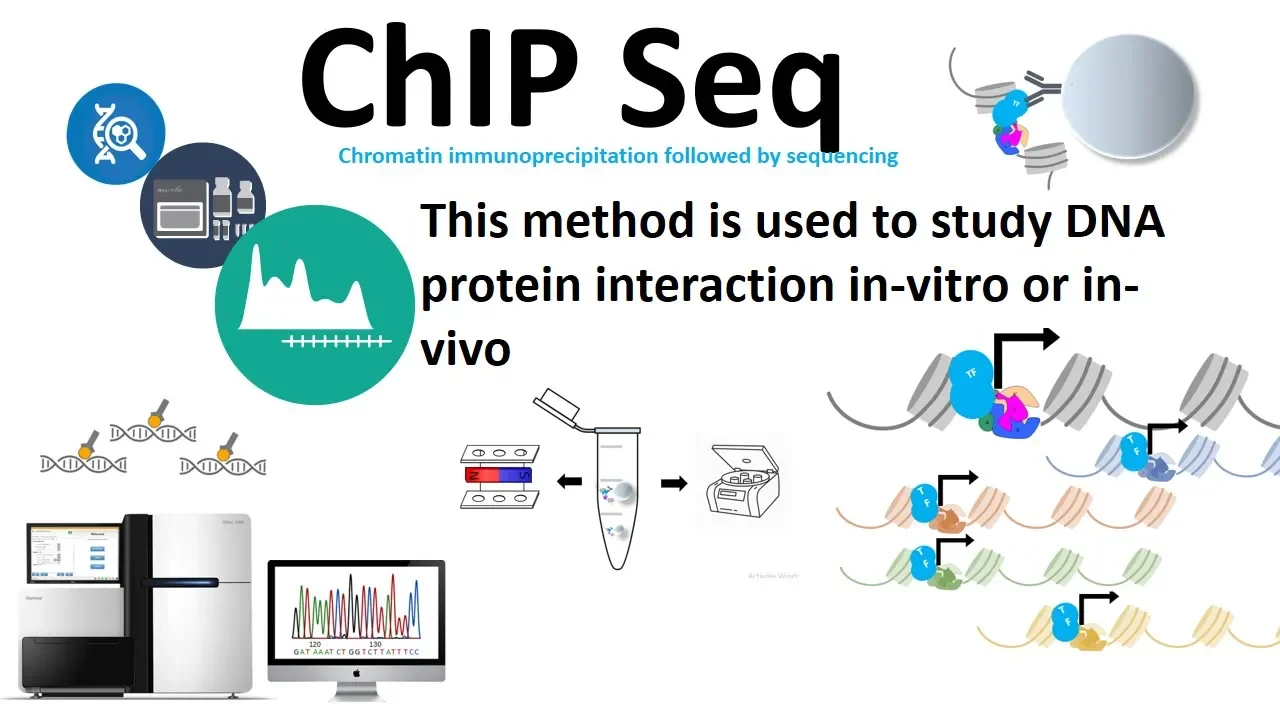 Chip seq (chromatin immuno-precipitation followed by sequencing)