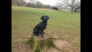 Dottie - 18 month old Labrador x Cocker Spaniel