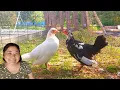 Download Lagu NOVIDADES NA CHÁCARA! Ganhei um casal de GARNIZÉS | Novos amigos pra Titi