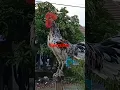 Ayam ketawa Slow Yoi Farm Klapanunggal