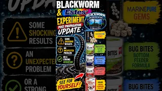 BLACKWORMS Shocking update time