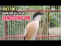 Download Lagu yang di cari suara cendet gacor pagi siang sore FULL ISIAN sekali putar bikin cendet langsung NYAUT