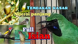 kapas tembak vs pelatuk vs cucak jenggot vs ciblek vs gereja tarung suara jernih