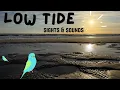 Low Tide Sights Sounds - Jacksonville Beach Florida January 2025