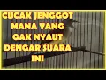 Download Lagu Cucak jenggot gacor || terapi cucak jenggot macet bunyi MP3